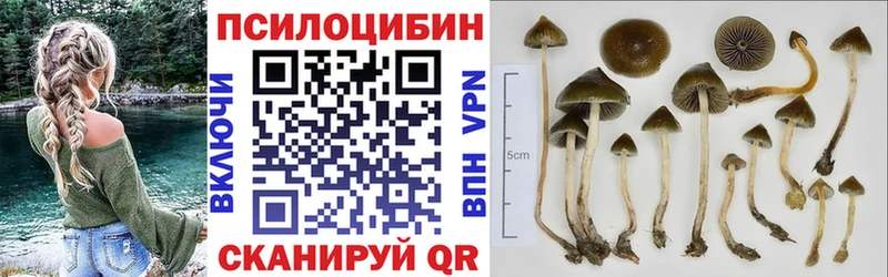 Купить где  Красный Кут  Галлюциногенные грибы Psilocybe 